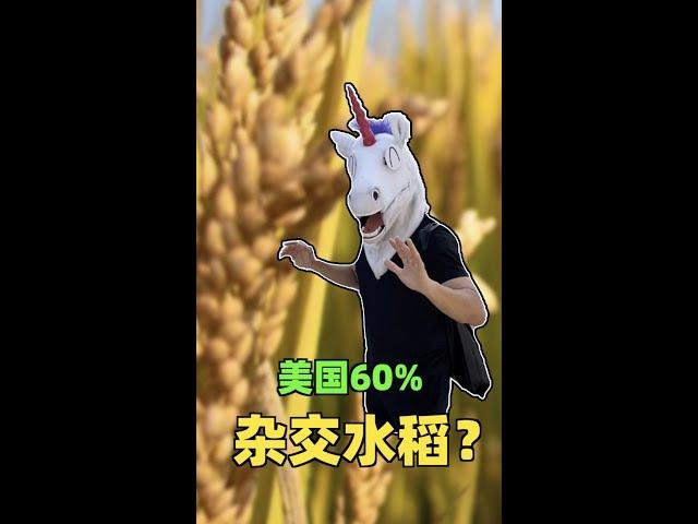 美国60% 杂交水稻？ - 毒角SHOW