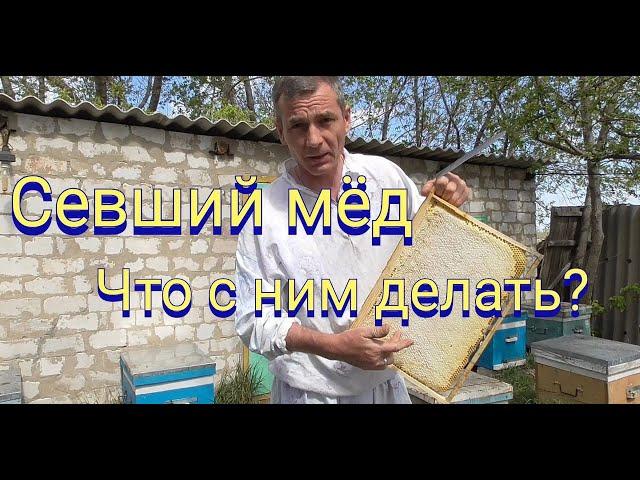Что делать с севшим запечатанным медом? Ёжик на пасеке.
