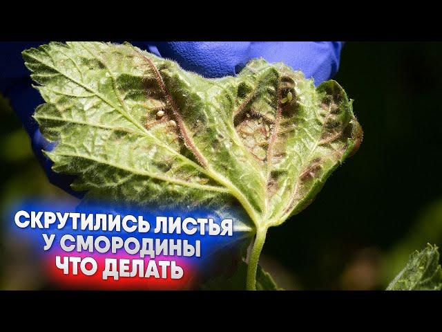 Скрутились листья у смородины что делать