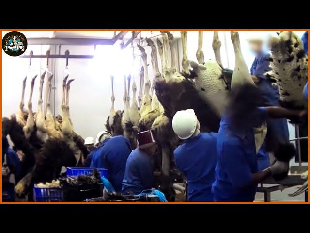 How Farmers Raise Millions Of Ostriches - Ostrich Farm | Ostrich Processing Factory