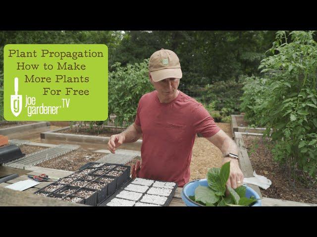 Simple Plant Propagation | How to Make More Plants for Free