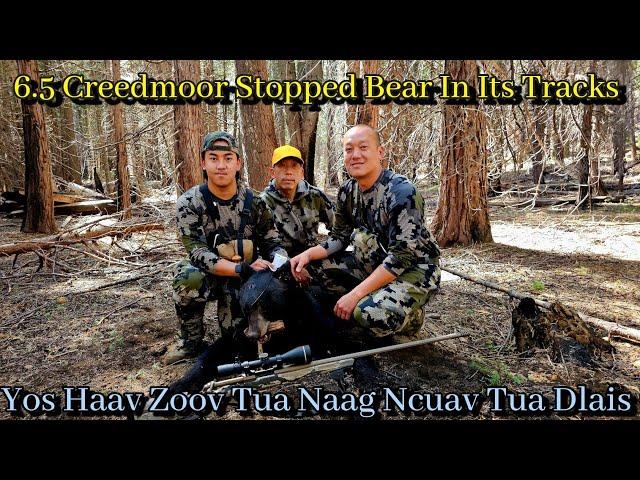 Bear Hunting | Bear Hits The Dirt On The Run | Hmong Hunting Tua Dlais Tua Naag Ncuav Lomzem Kawg