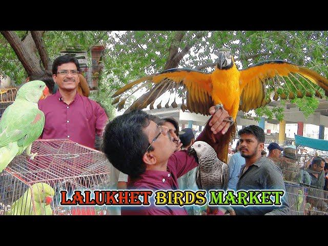 Lalukhet Exotic Parrots and Rare Birds Market Karachi 8-9-2024 Latest Update in Urdu | سوق الطيور