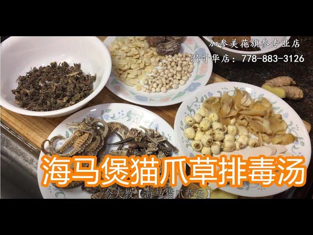 海马煲猫爪草排毒汤—【Maybel话你知】Sea horse and Ranunculus ternatus Soup