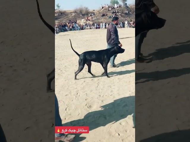Attitude check kro kutty da #bullykutta #pakistanibullykutta #doglover #dog