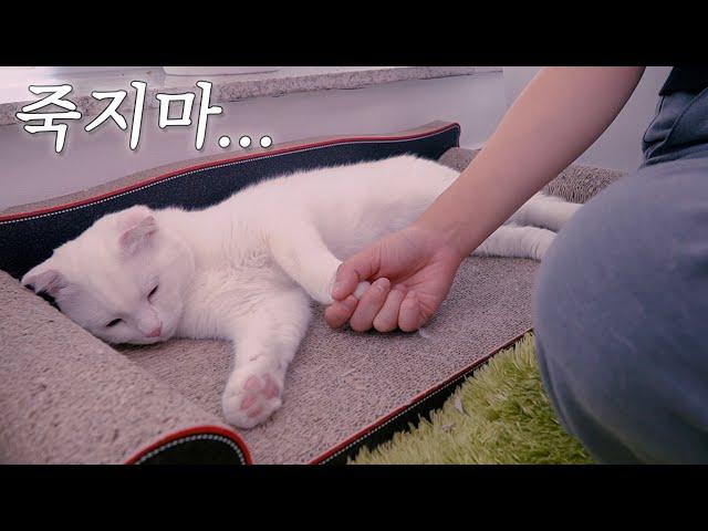 The Last Moment of Kitten in Earth (ENG SUB)