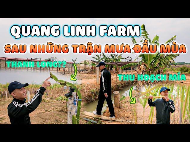 Quanglinhvlogs || Dạo Thăm 1 Vòng Quang Linh Farm Sau Những Cơn Mưa Đầu Mùa.