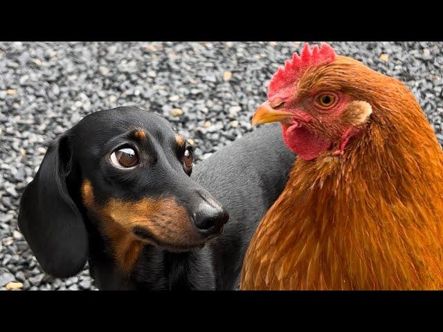 Mini Dachshund and Chicken. Unlikely Animal Friends.