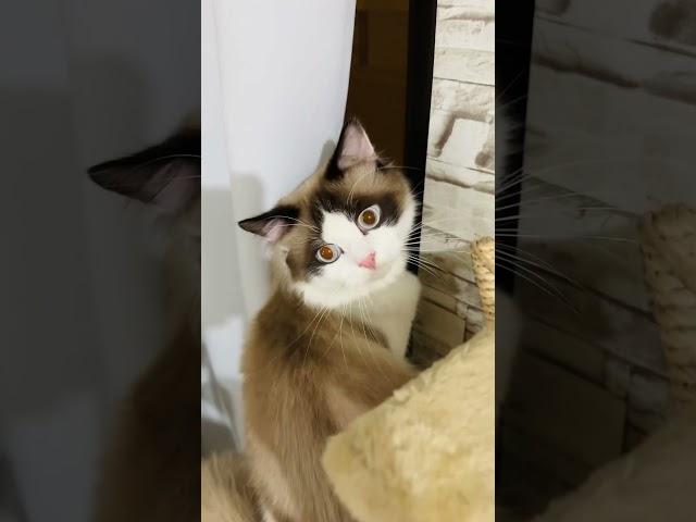 What are you looking at, V? 