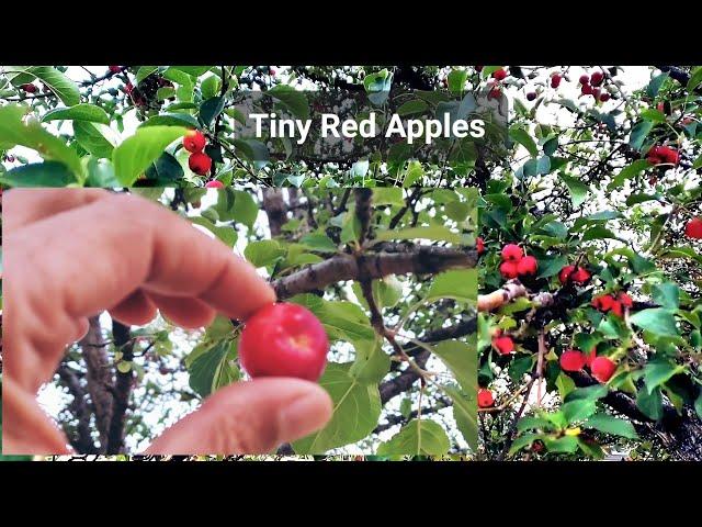 The World's Smallest Red Apples Sweet + Sour, Beautiful Apple Tree, Amazing Small Apples