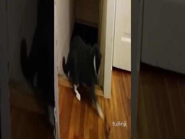 Funny Cats #animals  #cat #cute #subscribemychannel  #bmw  NoCAT NoLiFE 2