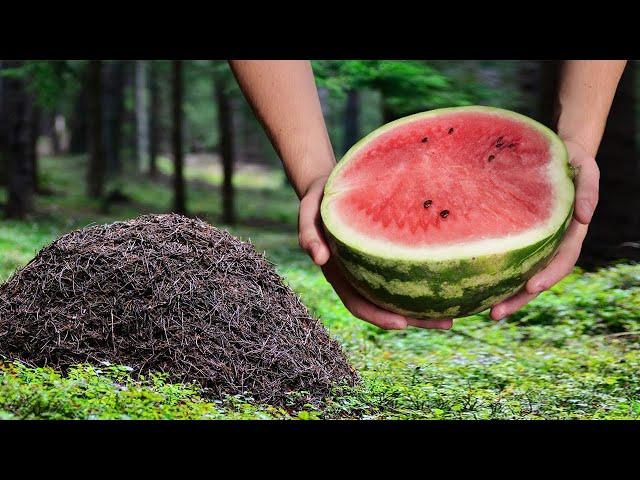 What If You Put a Matermelon On An Anthill?