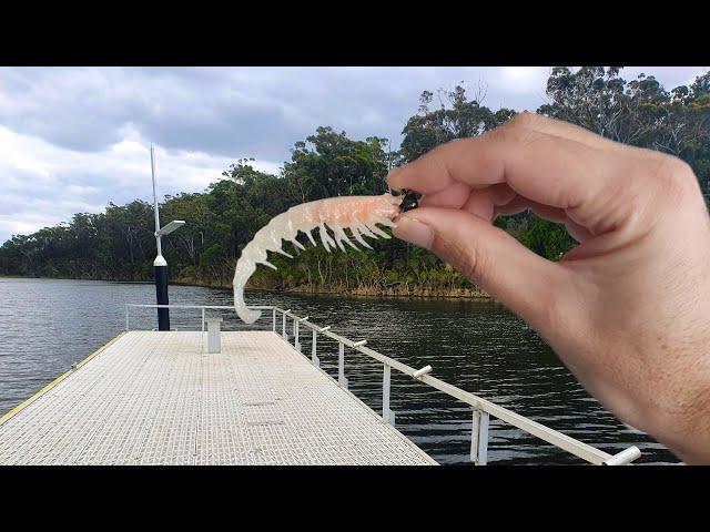 This Soft Plastic is an Estuary Fishing Machine | Rapala Crush City Imposter !!