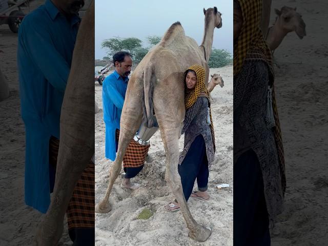 camels milk #traditional #villagelife #village food #traditional culture #india