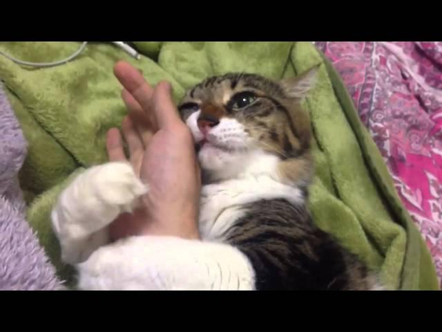 Cat Hugs Owner's Arm