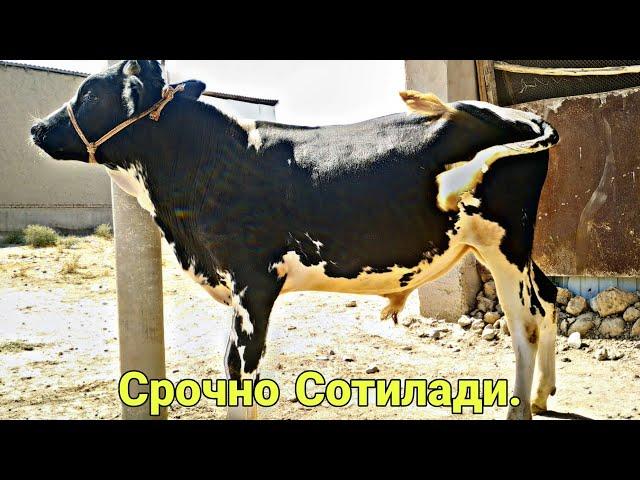 Срочно Бокма Новвос Сотилади.Тел+7-999 813-98-93,+992-55-111-28-98.