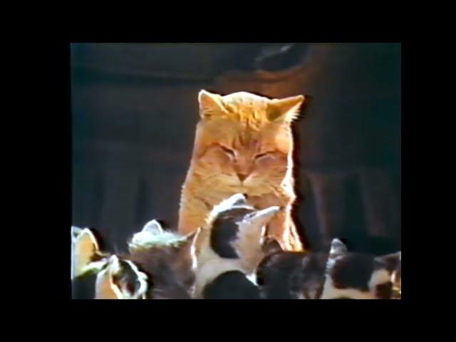 9-Lives 'Morris & Kittens' Commercial (1977)