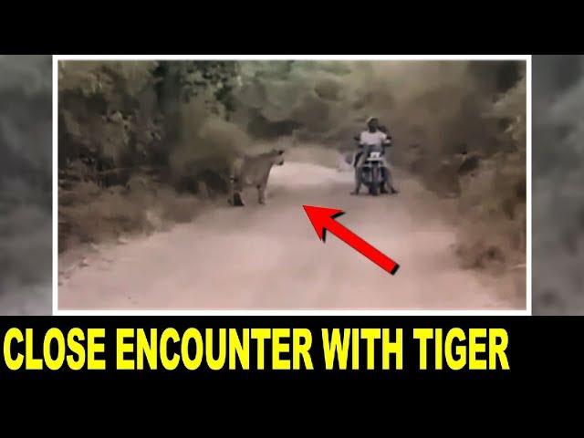 Bikers Encounter with 2 Tigers NARROWEST ESCAPE