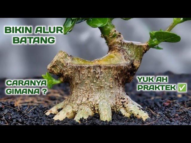 SEDERHANA SAJA ‼️CARA MEMBUAT BONSAI MAME #bonsai #sancang #bonsaisancang