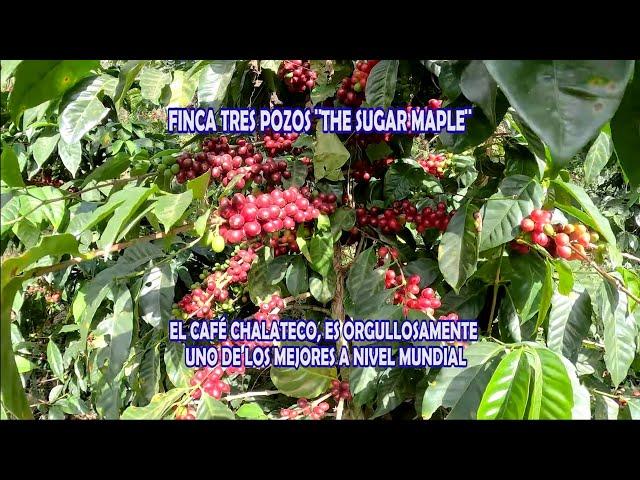 Así Es Una Finca de Café en Chalatenango FINCA TRES POZOS THE SUGAR MAPLE, EL SALVADOR 2023.