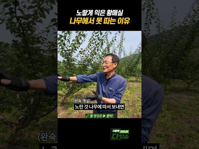 황매실 나무에서 못 따는 이유? #shorts