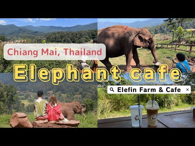 【Travel vlog】Super wonderful ELEPHANT cafe with nice mountain view / Chiang Mai / Thailand