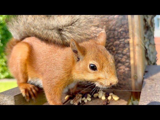 The squirrel mom came for dinner. Беличья мама пришла на ужин.