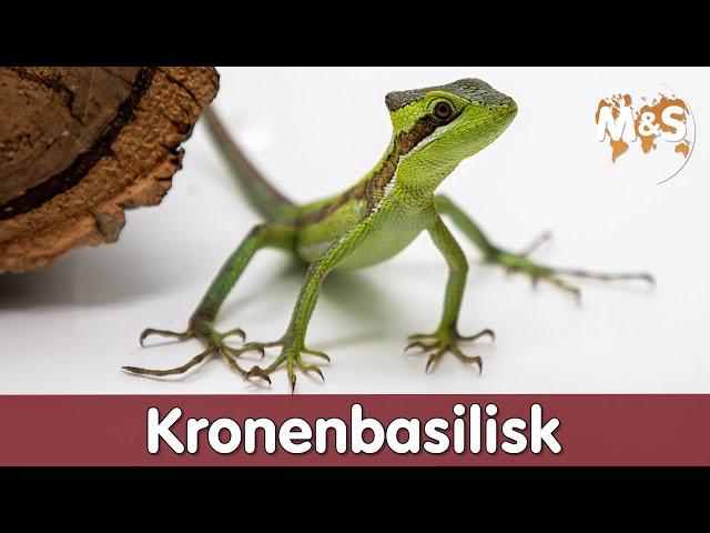  Wirklich edel! Kronenbasilisk Geheimnisse und Pflege-Tipps! 