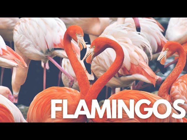 Why Flamingos Feathers Are Pink? | The Incredible Birds!