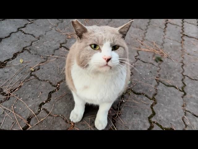 「見て見て！」しっかり喜んでる分かり易いグレージュ猫ちゃん