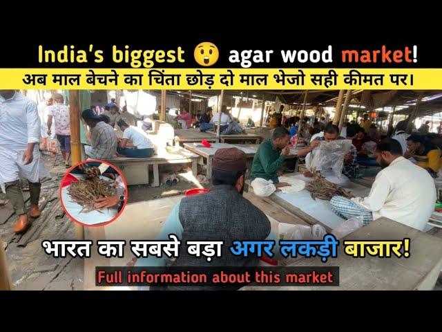 India ka sabse bada agar wood market / local agar wood market / indian oudh #indianoudh 9365569316