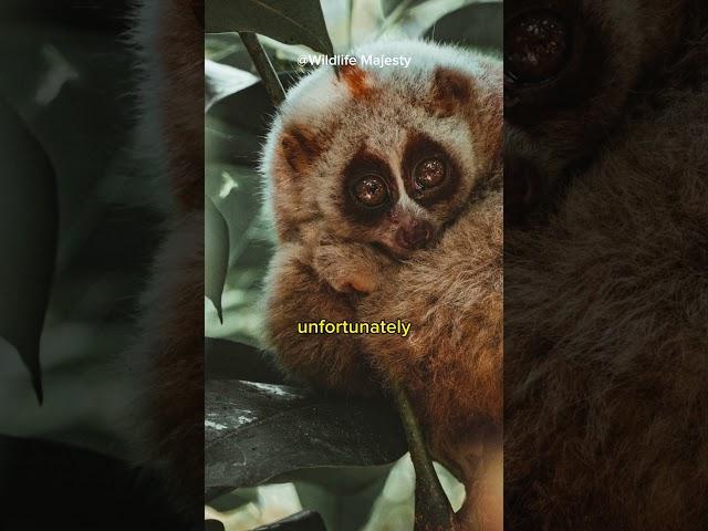 The Slow Loris Chronicles " A Journey into the Mesmerizing Realm of this Delightful Primate "