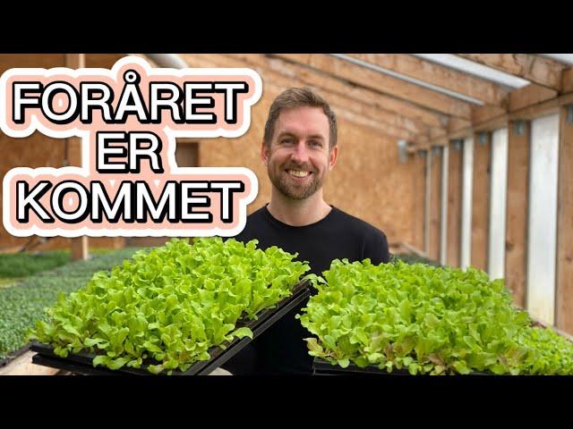 MARTS MÅNED I KØKKENHAVEN + (tips til såning af tomaterne)