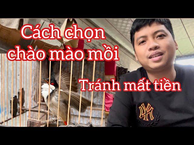 Chia sẻ kinh nghiệm chọn chào mào mồi tập sự , mồi cứng cho ae . Đỡ mất tiền mua lầm