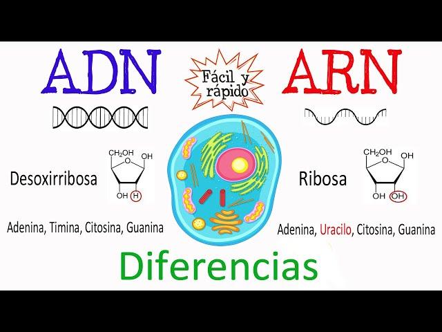  Diferencias entre ADN Y ARN [Fácil y Rápido] | BIOLOGÍA |