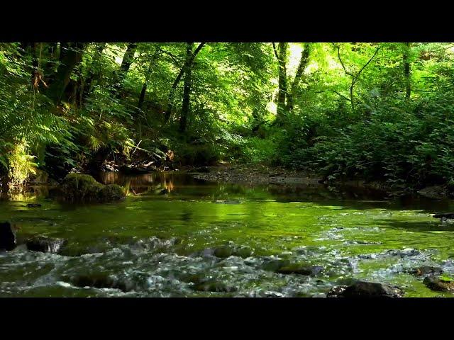 NIGHTINGALE SINGING BY THE FOREST STREAM, SOUNDS OF NATURE FOR SLEEP