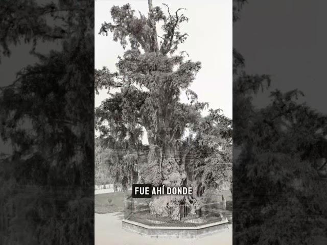 The Tree of the Sad Night: Witness to the Past. #history #historicalfact