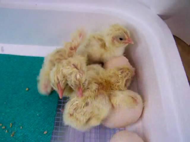 New born baby Chicks