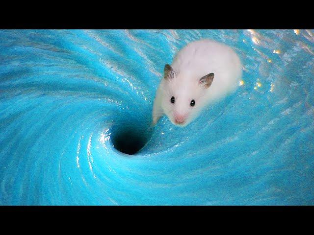 Amazing Hamster Pool Adventure