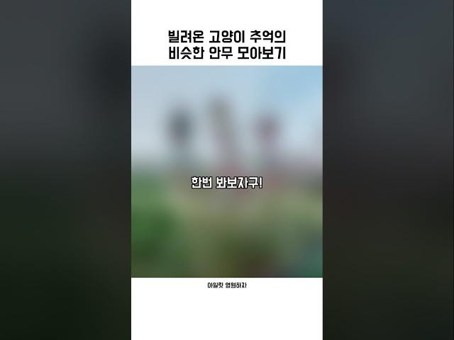 빌려온 고양이 추억의 비슷한 안무 모아보기『아일릿』