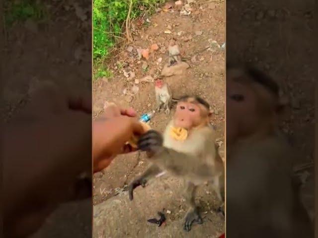 Selfish Monkey Vs Innocent Baby Monkey
