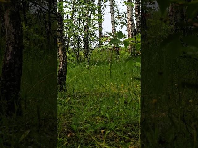 Звуки леса, пение птиц.Sounds of the forest, birds singing.#природа#лес#nature#forest