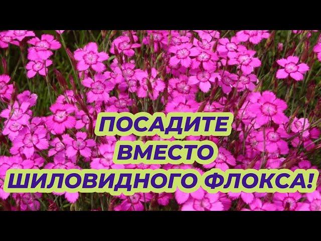 ПОСАДИТЕ ЭТОТ НЕПРИХОТЛИВЫЙ ЦВЕТОК вместо шиловидного флокса - цветет все лето до осени в саду!
