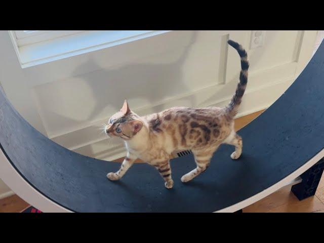 Pretty kitty goes for a relaxing cat wheel walk!