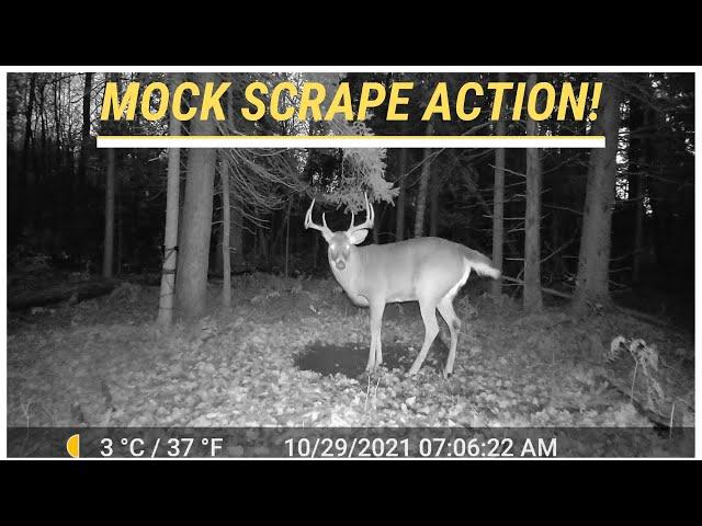 Whitetail Deer Buck Works Over Mock Scrape (Trail Cam Video)