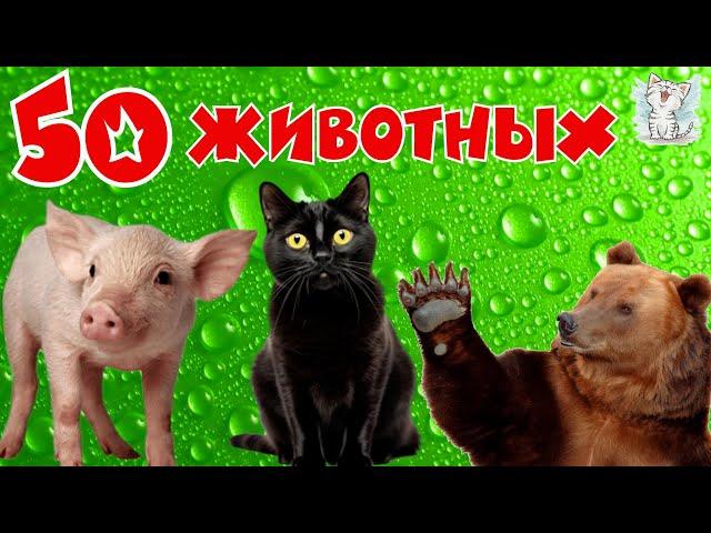 Животные и их звуки для детей. Сборник, обучающее видео