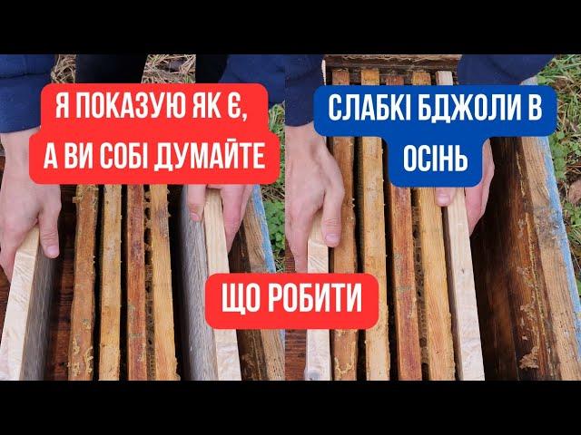 Бджоли яких потрібно об'єднати. Варто це робити чи ні? Коли бувають слабкі, а коли сильні? Зима