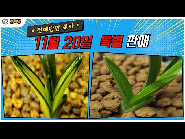 [판매] 11월20일(수요일) 특별 판매영상