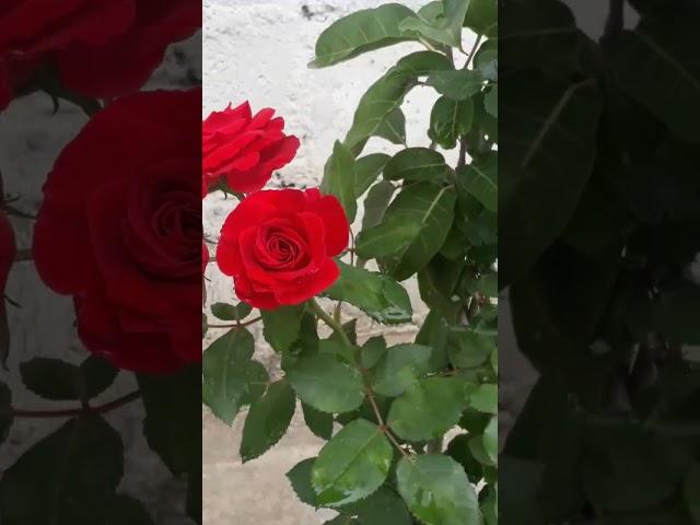 Bonsai ...