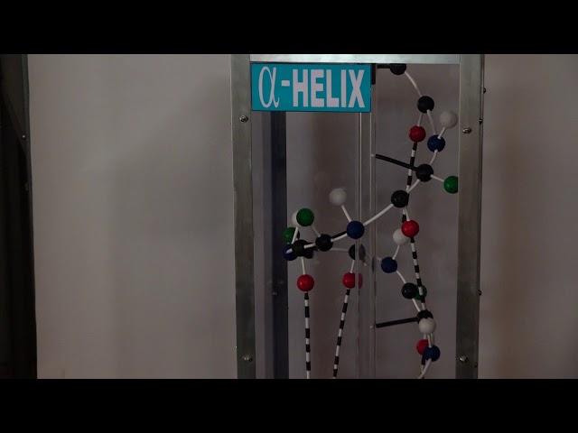 Alpha Helix Model